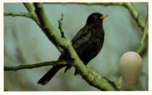 1996 Emerald Collectables Birds and their Eggs #2 Blackbird Front