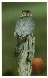 1996 Emerald Collectables Birds and their Eggs #3 Merlin Front
