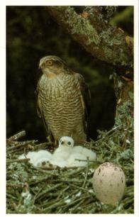 1996 Emerald Collectables Birds and their Eggs #4 Sparrowhawk Front