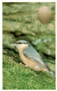 1996 Emerald Collectables Birds and their Eggs #5 Nuthatch Front