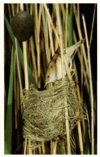 1996 Emerald Collectables Birds and their Eggs #7 Reed Warbler Front