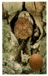 1996 Emerald Collectables Birds and their Eggs #11 Kestrel Front