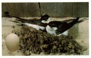 1996 Emerald Collectables Birds and their Eggs #12 House Martin Front