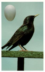 1996 Emerald Collectables Birds and their Eggs #13 Starling Front