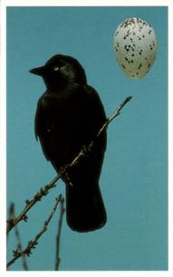 1996 Emerald Collectables Birds and their Eggs #14 Jackdaw Front