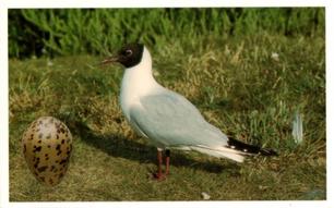 1996 Emerald Collectables Birds and their Eggs #15 Black-Headed Gull Front