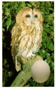 1996 Emerald Collectables Birds and their Eggs #18 Tawny Owl Front