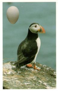 1996 Emerald Collectables Birds and their Eggs #20 Puffin Front