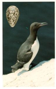 1996 Emerald Collectables Birds and their Eggs #22 Guillemot #1 Front