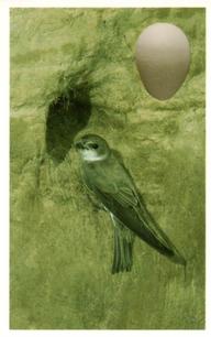 1996 Emerald Collectables Birds and their Eggs #27 Sand Martin Front