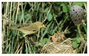 1996 Emerald Collectables Birds and their Eggs #28 Melodious Warbler Front
