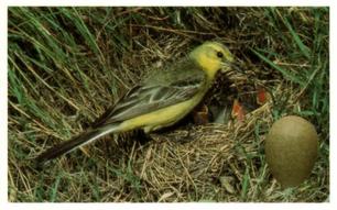 1996 Emerald Collectables Birds and their Eggs #29 Yellow Wagtail Front