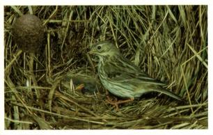 1996 Emerald Collectables Birds and their Eggs #30 Meadow Pipit Front
