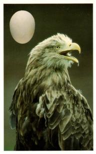 1996 Emerald Collectables Birds and their Eggs #32 White-Tailed Eagle Front