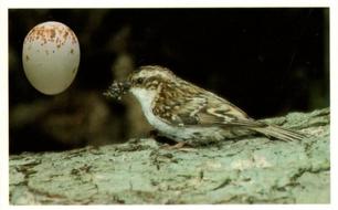1996 Emerald Collectables Birds and their Eggs #36 Treecreeper Front