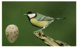 1996 Emerald Collectables Birds and their Eggs #37 Great Tit Front