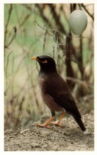 1996 Emerald Collectables Birds and their Eggs #41 Common Mynah Front