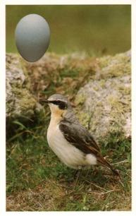 1996 Emerald Collectables Birds and their Eggs #47 Wheatear Front