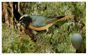 1996 Emerald Collectables Birds and their Eggs #53 Redstart Front