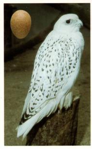 1996 Emerald Collectables Birds and their Eggs #55 Gyrfalcon Front