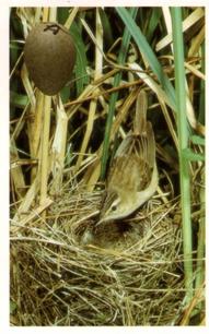 1996 Emerald Collectables Birds and their Eggs #56 Sedge Warbler Front