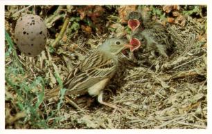 1996 Emerald Collectables Birds and their Eggs #57 Ortolan Bunting Front