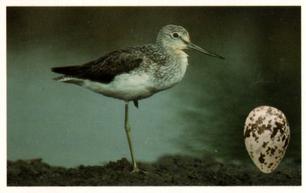 1996 Emerald Collectables Birds and their Eggs #59 Greenshank Front