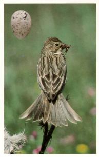 1996 Emerald Collectables Birds and their Eggs #62 Corn Bunting Front