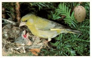 1996 Emerald Collectables Birds and their Eggs #63 Greenfinch Front