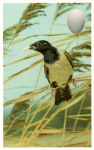 1996 Emerald Collectables Birds and their Eggs #65 Rose-Coloured Starling Front