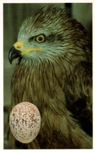 1996 Emerald Collectables Birds and their Eggs #66 Red Kite Front