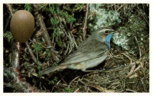 1996 Emerald Collectables Birds and their Eggs #70 Bluethroat Front