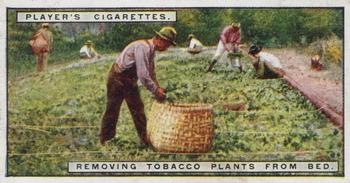 1926 Player's From Plantation to Smoker #3 Removing Tobacco Plants from Bed Front