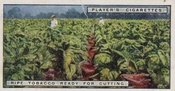 1926 Player's From Plantation to Smoker #7 Ripe Tobacco Ready for Cutting Front