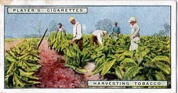 1926 Player's From Plantation to Smoker #8 Harvesting Tobacco Front