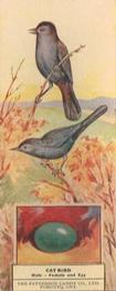 1924 Patterson Candy Birds (V75) #8 Catbird Front