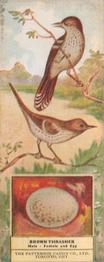 1924 Patterson Candy Birds (V75) #17 Brown Thrasher Front