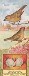 1924 Patterson Candy Birds (V75) #23 Yellow Warbler Front