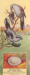 1924 Patterson Candy Birds (V75) #24 Butcher Bird Front