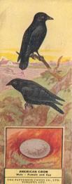 1924 Patterson Candy Birds (V75) #29 American Crow Front
