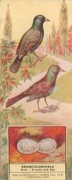 1924 Patterson Candy Birds (V75) #36 Bronzed Grackle Front
