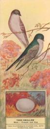 1924 Patterson Candy Birds (V75) #37 Tree Swallow Front