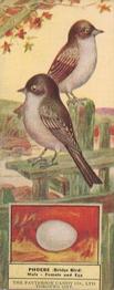 1924 Patterson Candy Birds (V75) #39 Phoebe Front