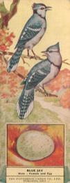 1924 Patterson Candy Birds (V75) #47 Blue Jay Front