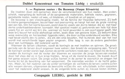 1960 Liebig Insektennesten (Insect Nests) (Dutch Text) (F1736, S1732) #1 Papieren nesten : De Boswesp (Vespa Silvestris) Back
