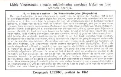 1960 Liebig Insektennesten (Insect Nests) (Dutch Text) (F1736, S1732) #6 Beklede nesten : De Rozenbladsnijder (Megachile) Back