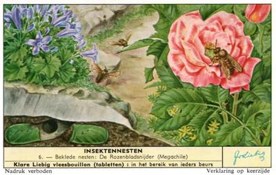 1960 Liebig Insektennesten (Insect Nests) (Dutch Text) (F1736, S1732) #6 Beklede nesten : De Rozenbladsnijder (Megachile) Front