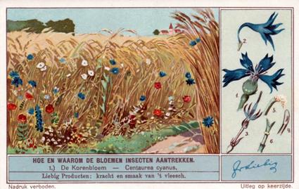 1934 Liebig Hoe en waarom de Bloemen Insecten aantrekken (How and Why Flowers Attract Insects) (Dutch Text) (F1287, S1290) #1 De Korenbloem - Centaurea cyanus Front