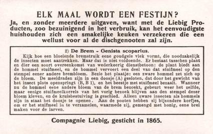 1934 Liebig Hoe en waarom de Bloemen Insecten aantrekken (How and Why Flowers Attract Insects) (Dutch Text) (F1287, S1290) #2 De Brem - Genista scoparius Back