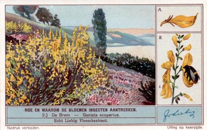 1934 Liebig Hoe en waarom de Bloemen Insecten aantrekken (How and Why Flowers Attract Insects) (Dutch Text) (F1287, S1290) #2 De Brem - Genista scoparius Front